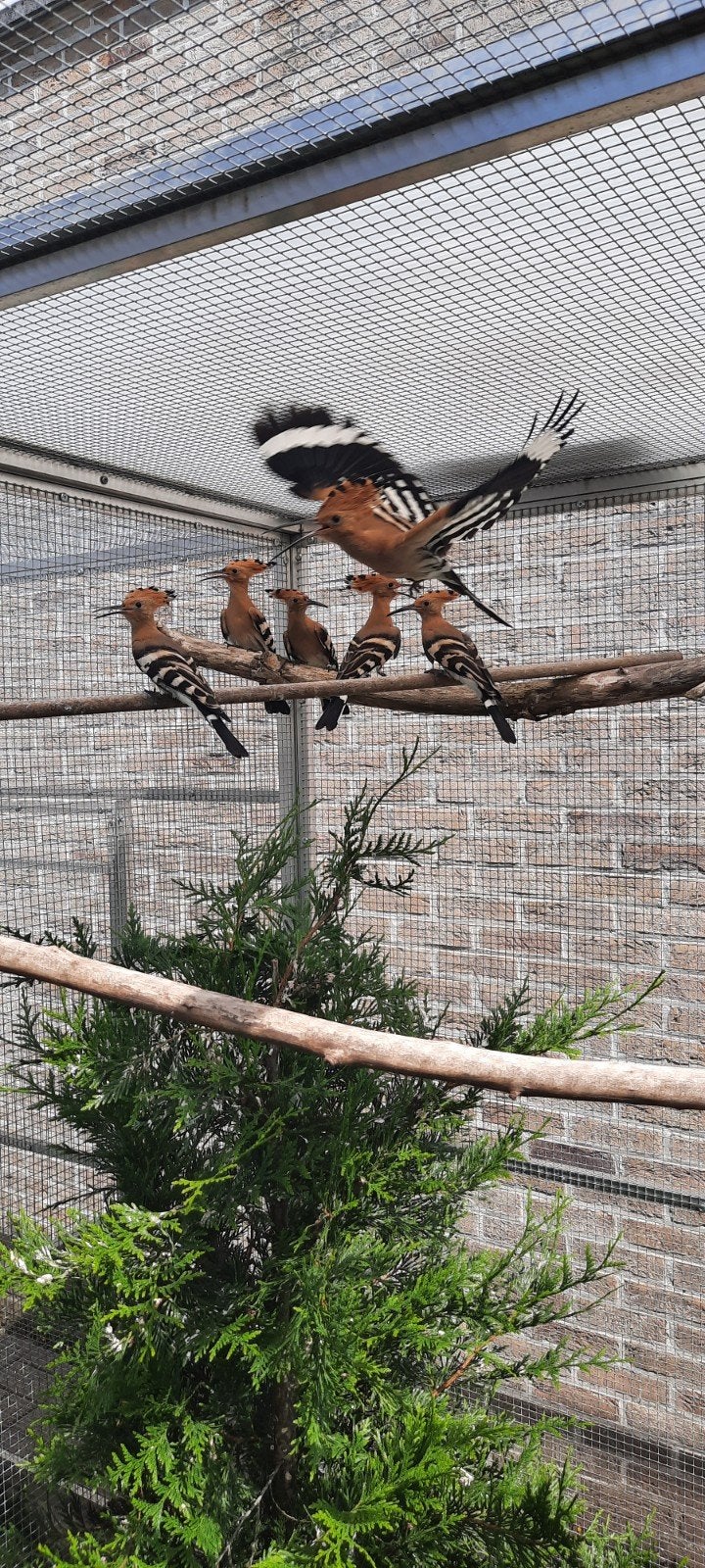 Hoppen 2026, Dieren en Toebehoren, Vogels | Overige Vogels, Geringd