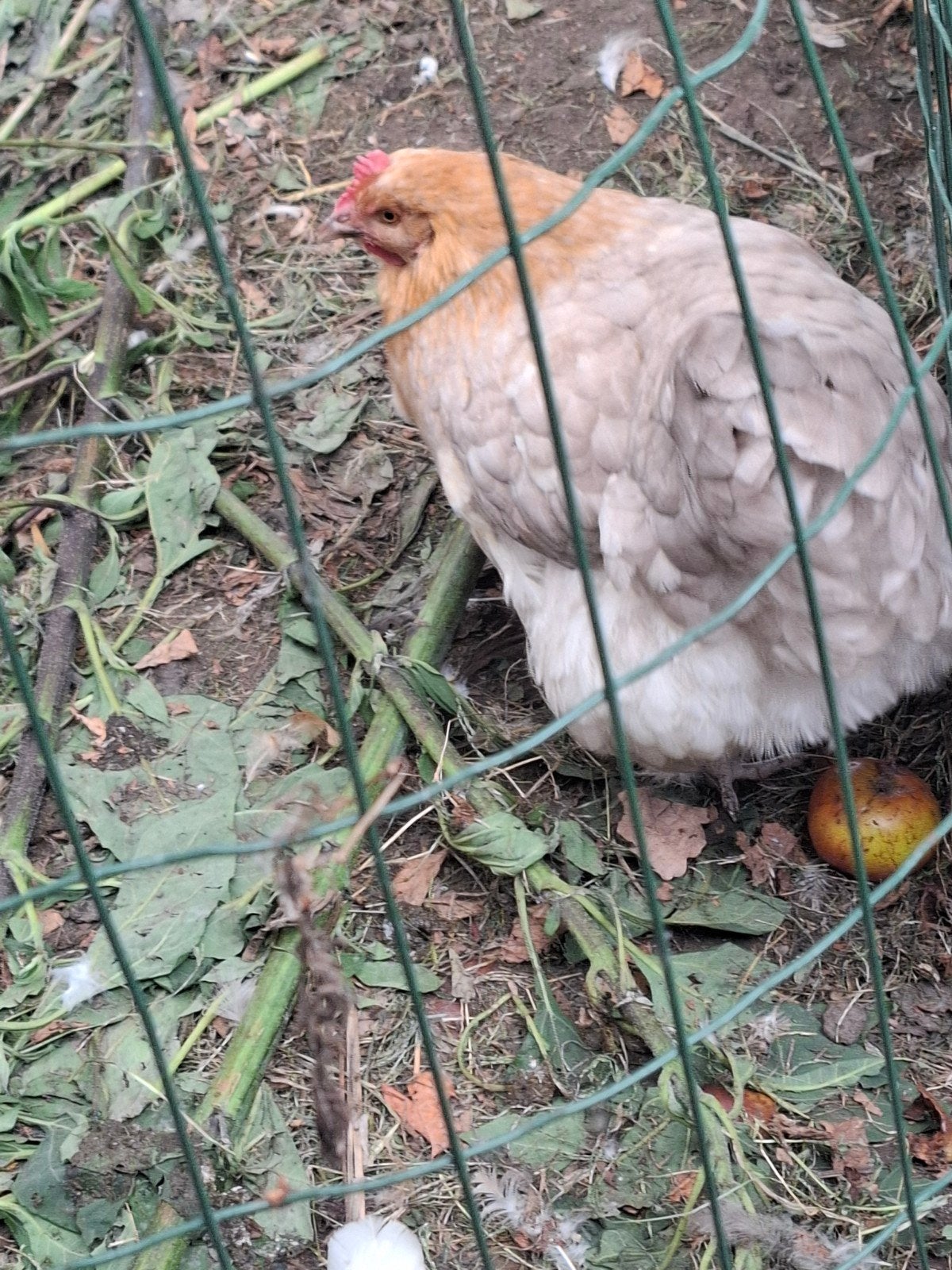 volwassen legkippen, Dieren en Toebehoren, Pluimvee