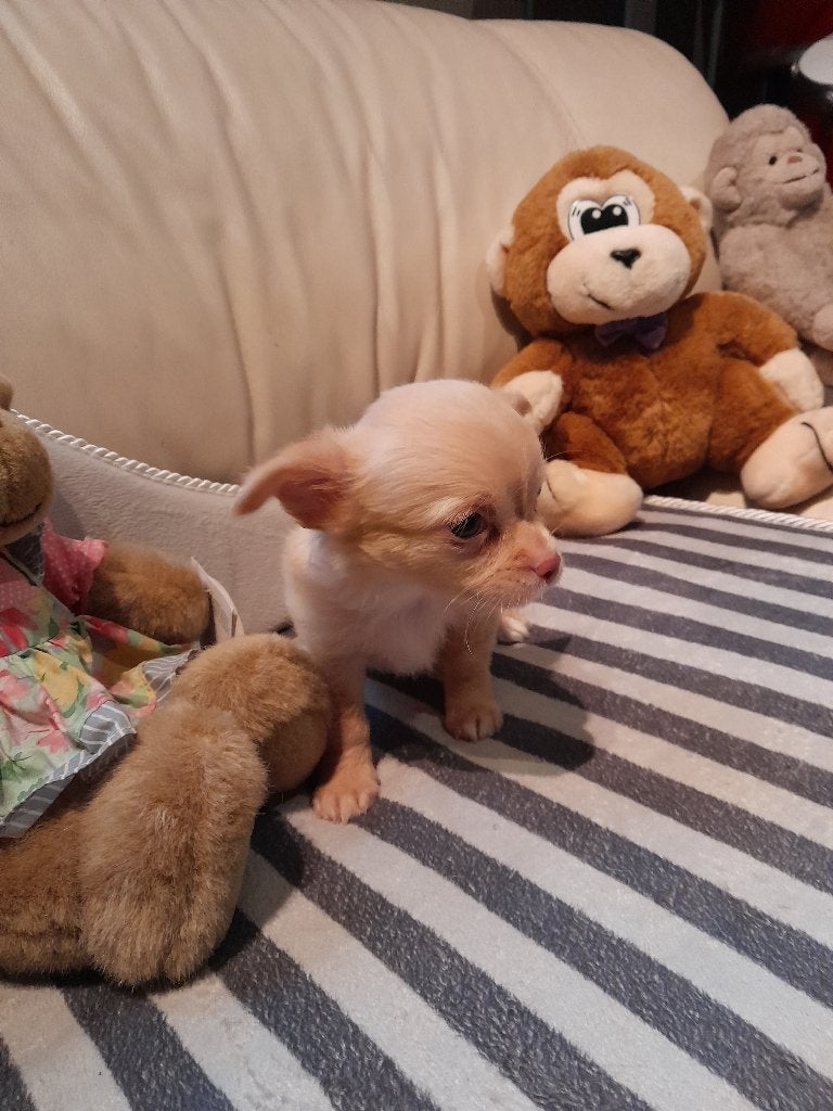 chihuahua, Animaux & Accessoires, Chiens | Chihuahuas & Chiens de compagnie, Particulier, Hépatite contagieuse (maladie de Rubarth)