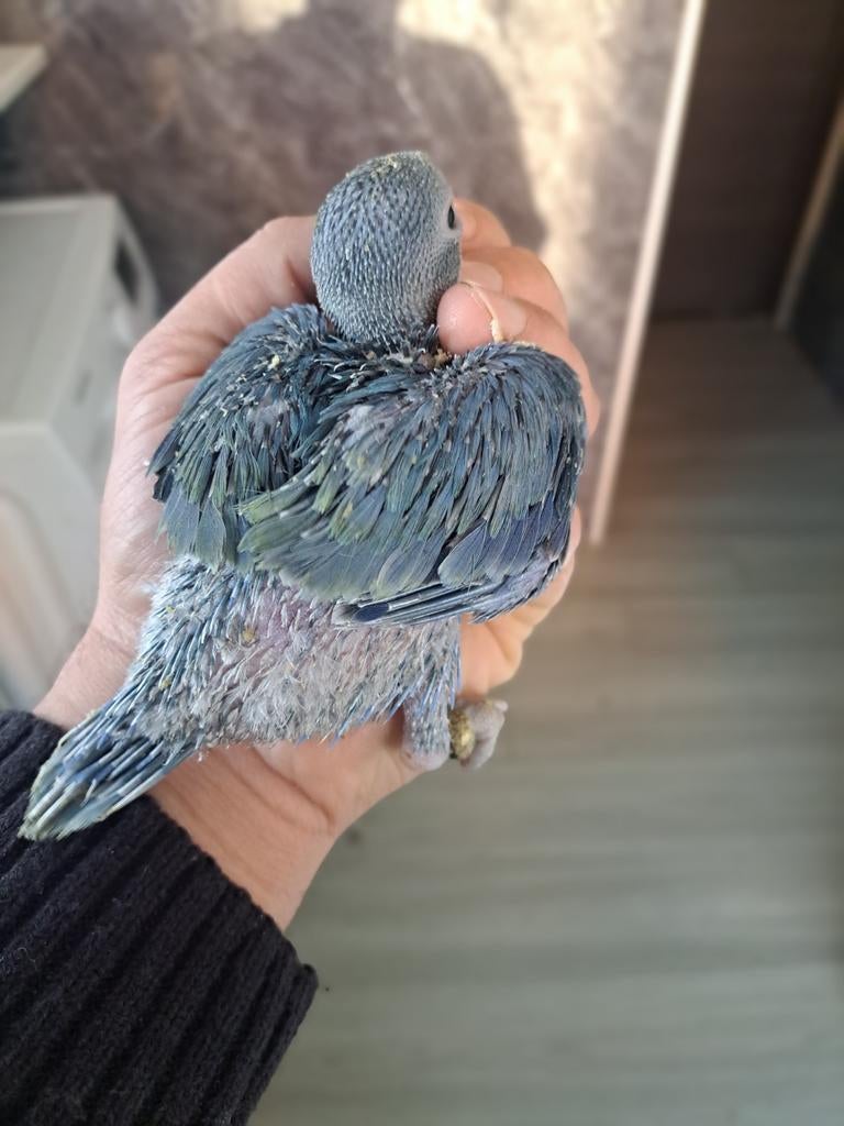 halsband parkieten 5.6weeken oud, Dieren en Toebehoren