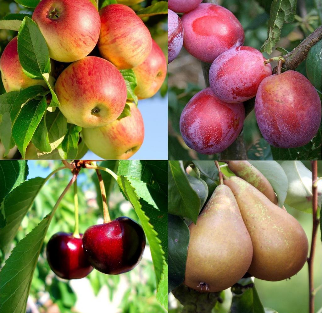 Appel, druif, vijg, kriek, Ophalen, Appelboom