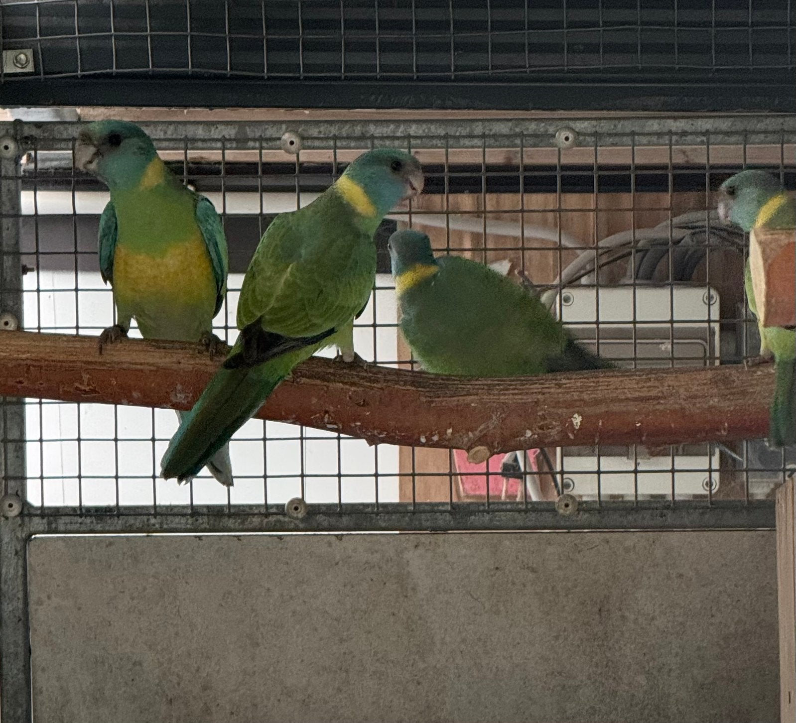 Cloncurry parkiet, Meerdere dieren, Parkiet, Geringd