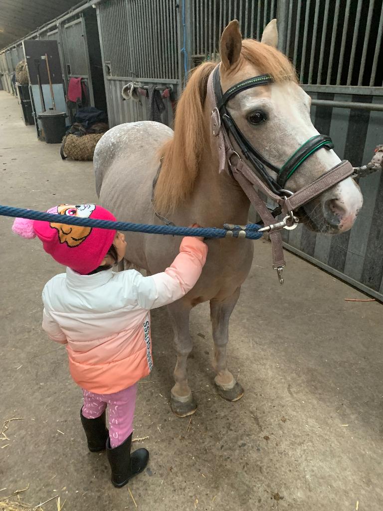 Verzorger pony Loenhout halve stal, Dieren en Toebehoren, Pony's, Ruin, 11 jaar of ouder