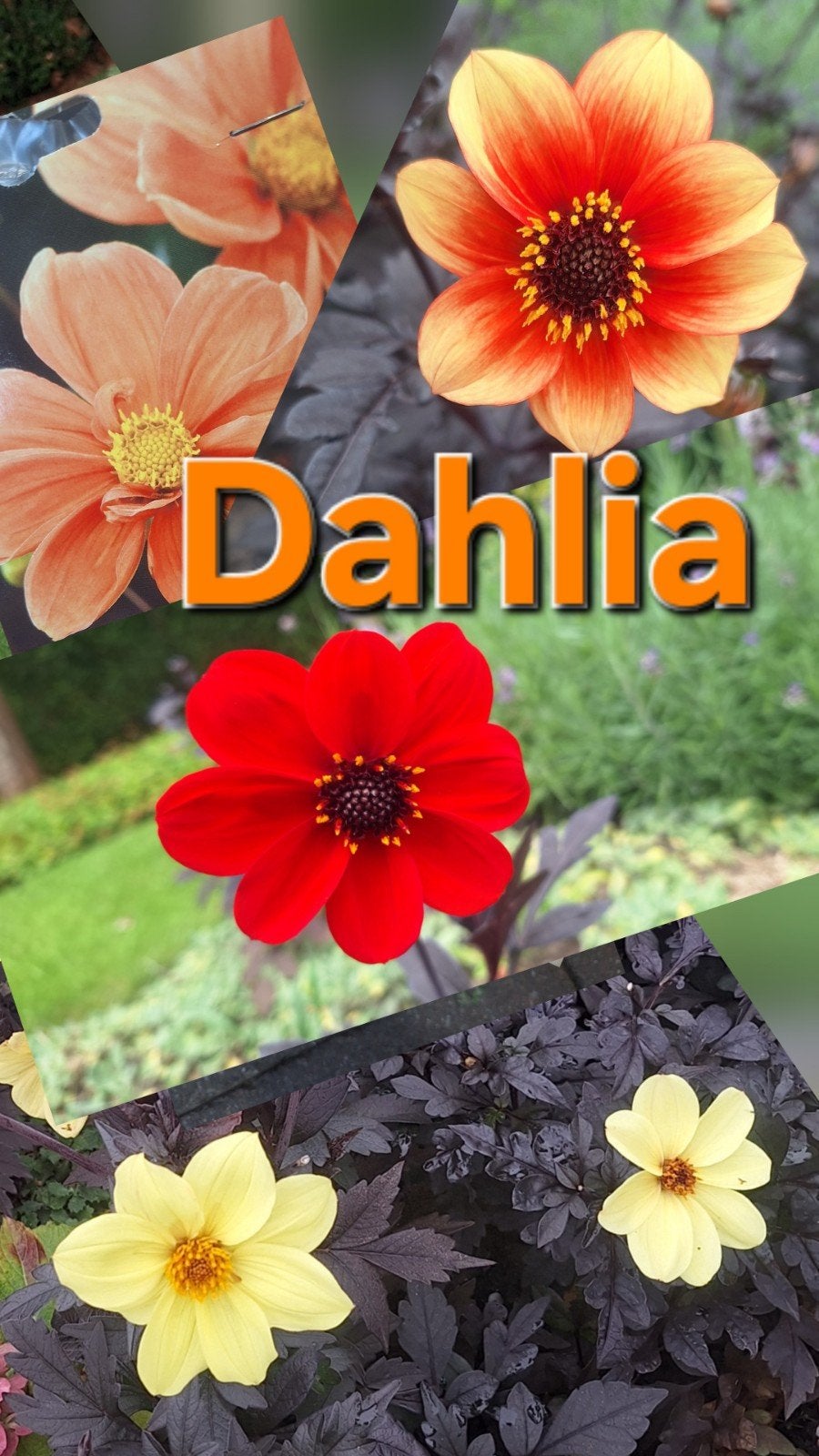 Dahlia plant in pot, Tuin en Terras, Ophalen