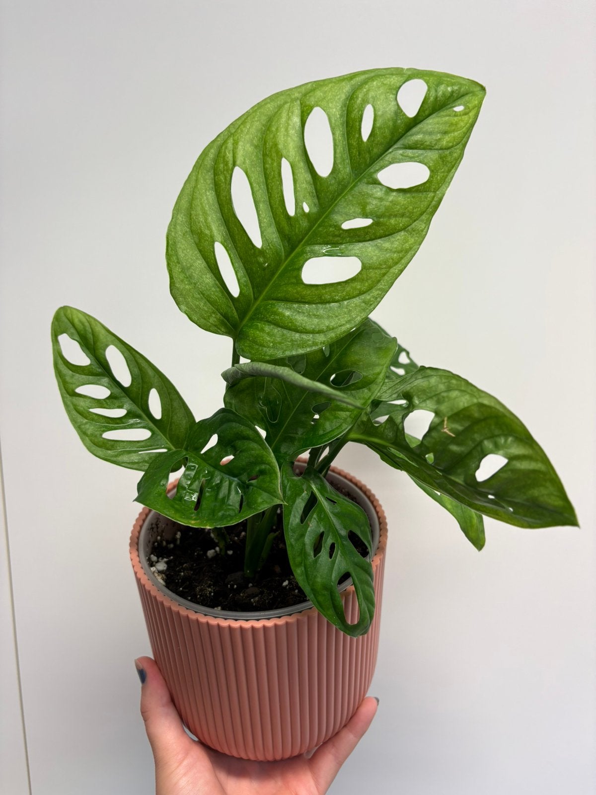 Monstera Adansonni mint, Enlèvement ou Envoi