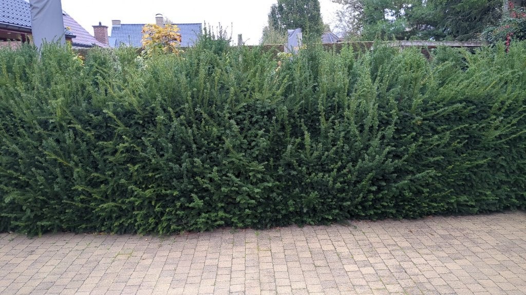 If, Jardin & Terrasse, Enlèvement, Taxus, Haie, 100 à 250 cm