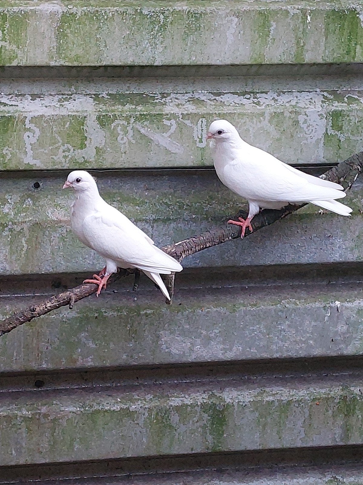 figurita duifjes, Dieren en Toebehoren, Vogels | Duiven, Geslacht onbekend, Overige soorten
