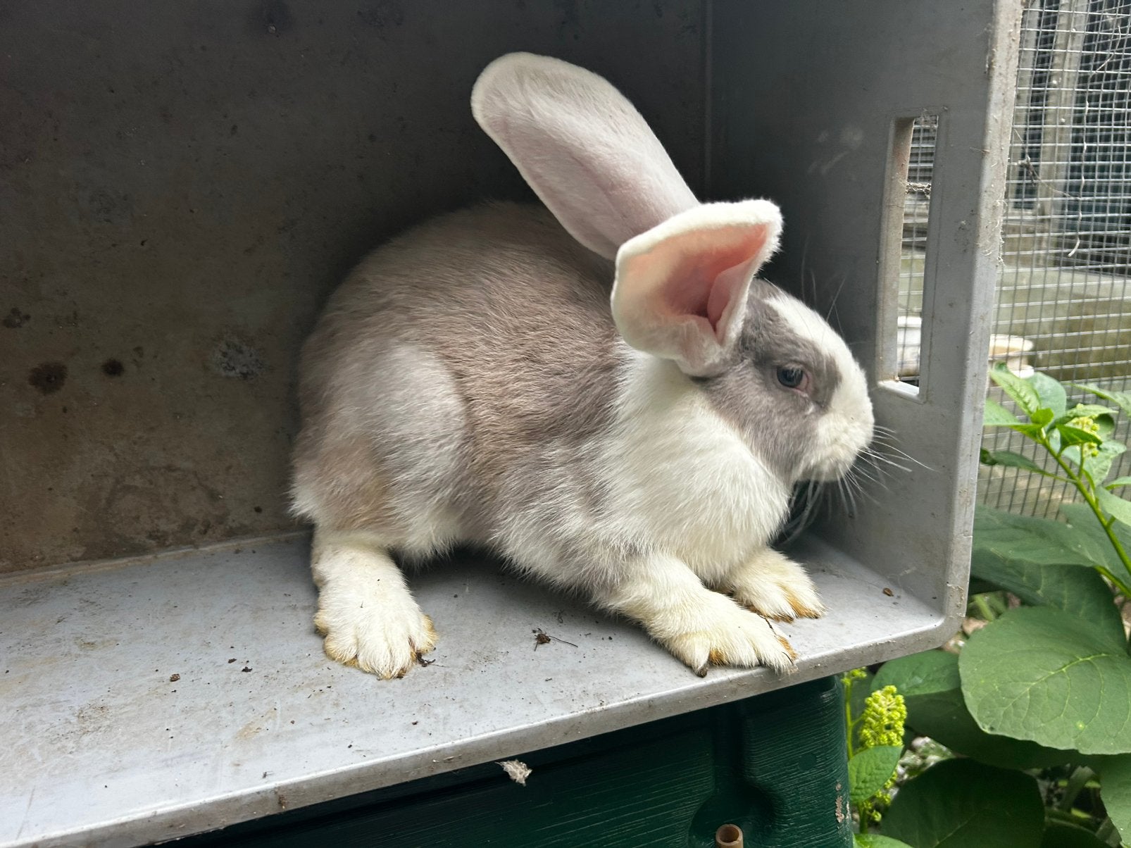 Géant allemand - noix, Femelle, Grand, 0 à 2 ans