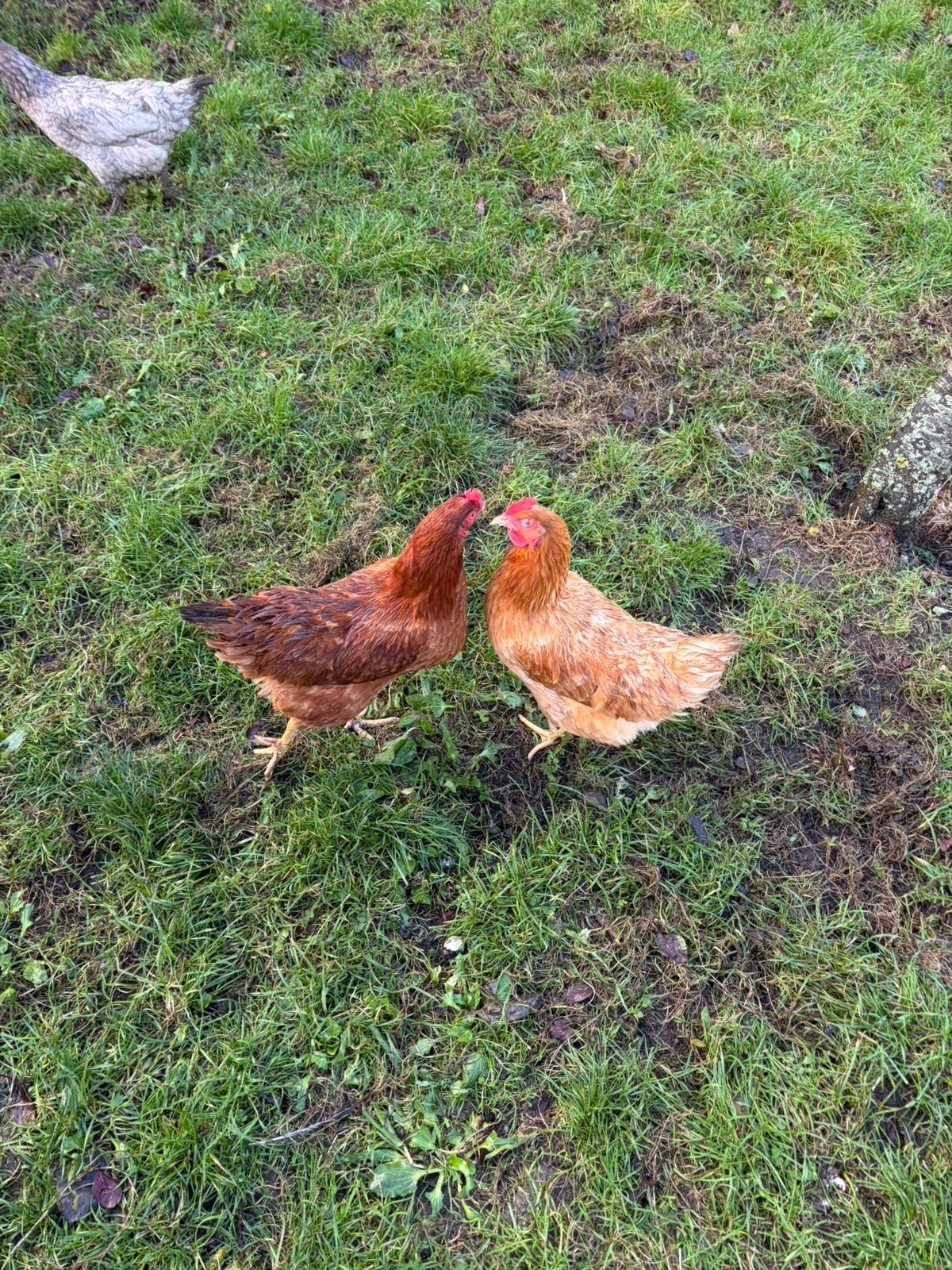 Kippen van dit jaar, Animaux & Accessoires, Femelle, Poule ou poulet