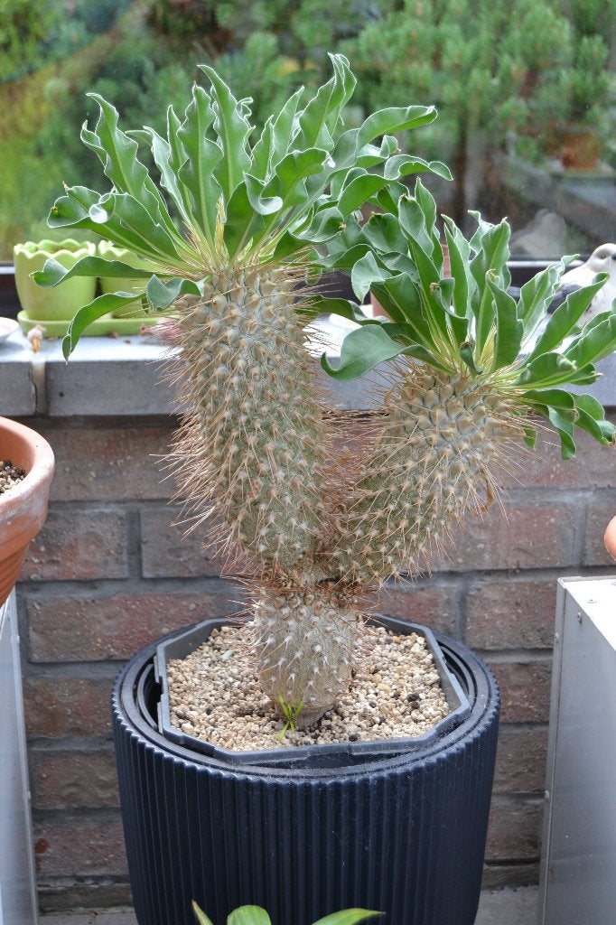 pachypodium namaquanum, Maison & Meubles, Plein soleil, Moins de 100 cm, Enlèvement, Palmier