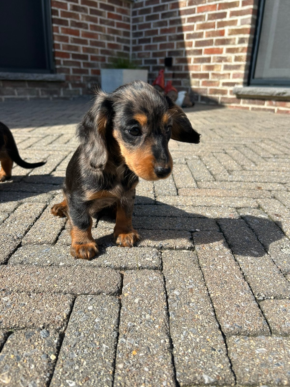Langharige teckel pups choco&tan en merle, Dieren en Toebehoren, België, 8 tot 15 weken, Meerdere, Fokker | Professioneel