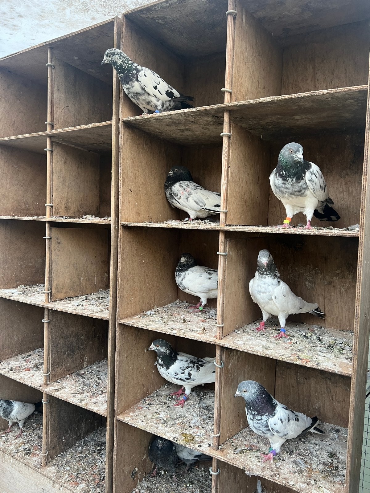 Les pigeons de  pakistanais X7  très haut et très longtemps, Plusieurs animaux, Autres espèces