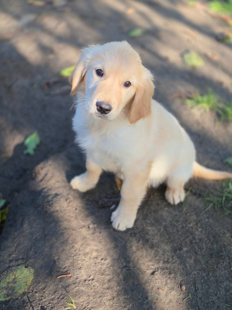 Superbes chiots Golden Retriever disponibles, Animaux & Accessoires, Golden retriever, Maladie de Carré (chiens), Plusieurs, Belgique