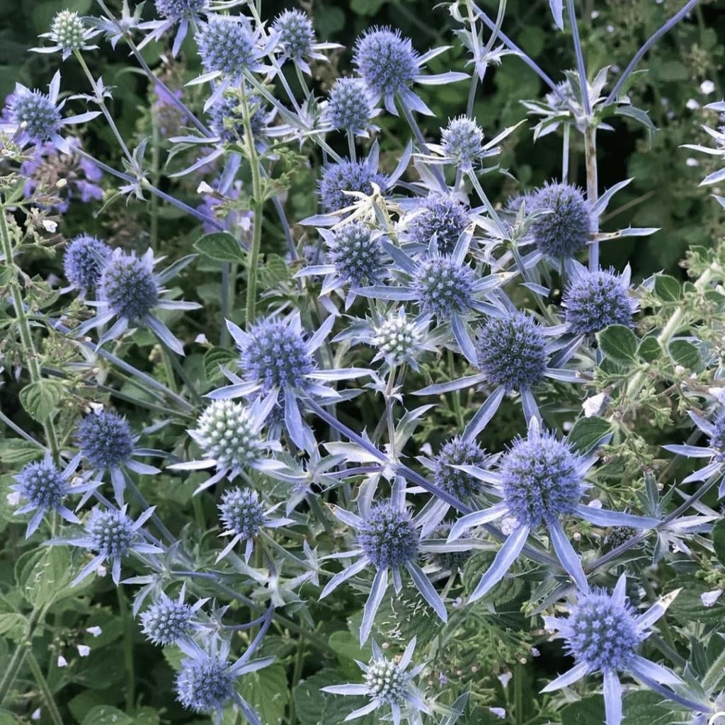 Graines de chardon, Eryngium, Envoi