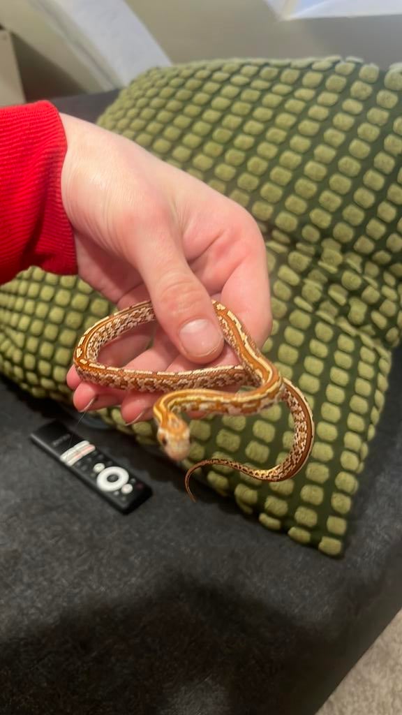Korenslang, Dieren en Toebehoren, Ophalen, Zo goed als nieuw