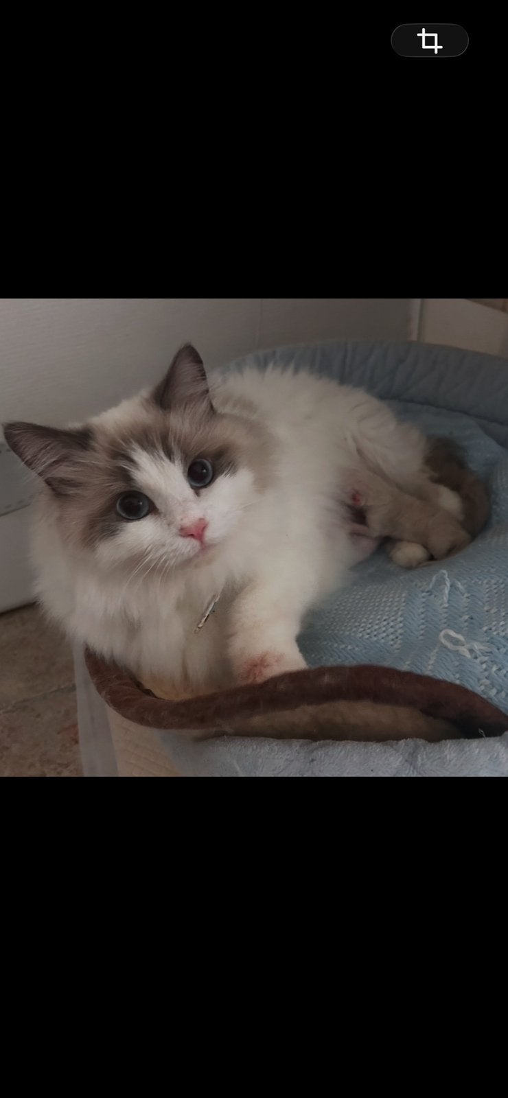 Ragdoll kittens, Plusieurs animaux, Avec puce électronique, 0 à 2 ans