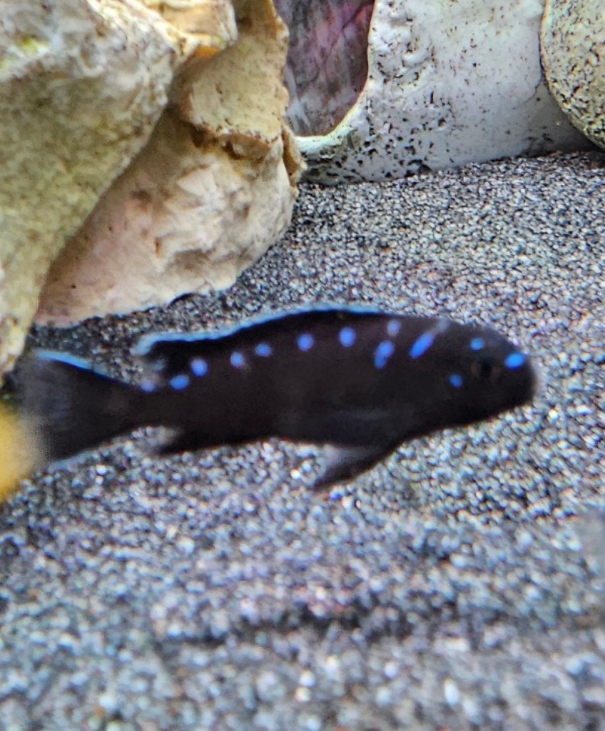 Cichlidés du Malawi à tache néon Chidonga elongatus, Poisson, Poisson d'eau douce