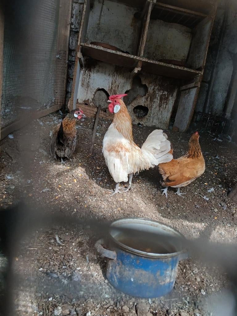 Trio java aan de leng 45 euro, Dieren en Toebehoren, Pluimvee