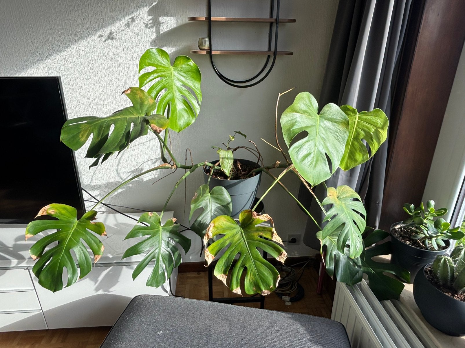 Monstera, Jardin & Terrasse, Enlèvement, Comme neuf