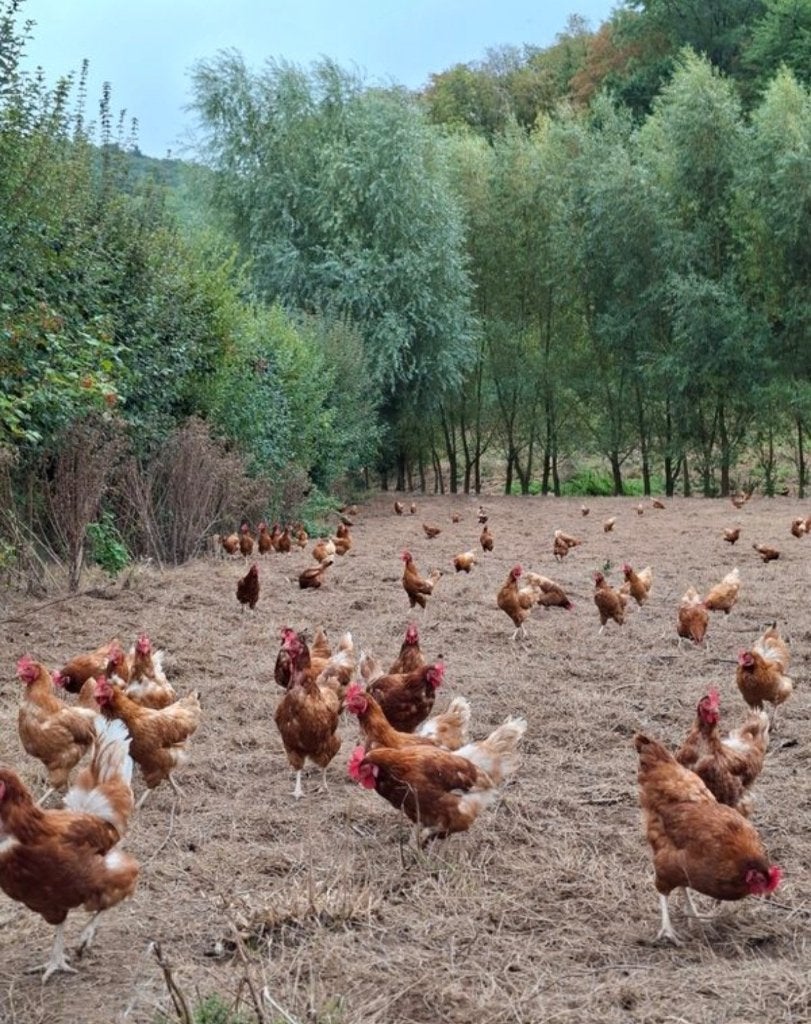 Rode leghennen, Dieren en Toebehoren, Vrouwelijk, Kip