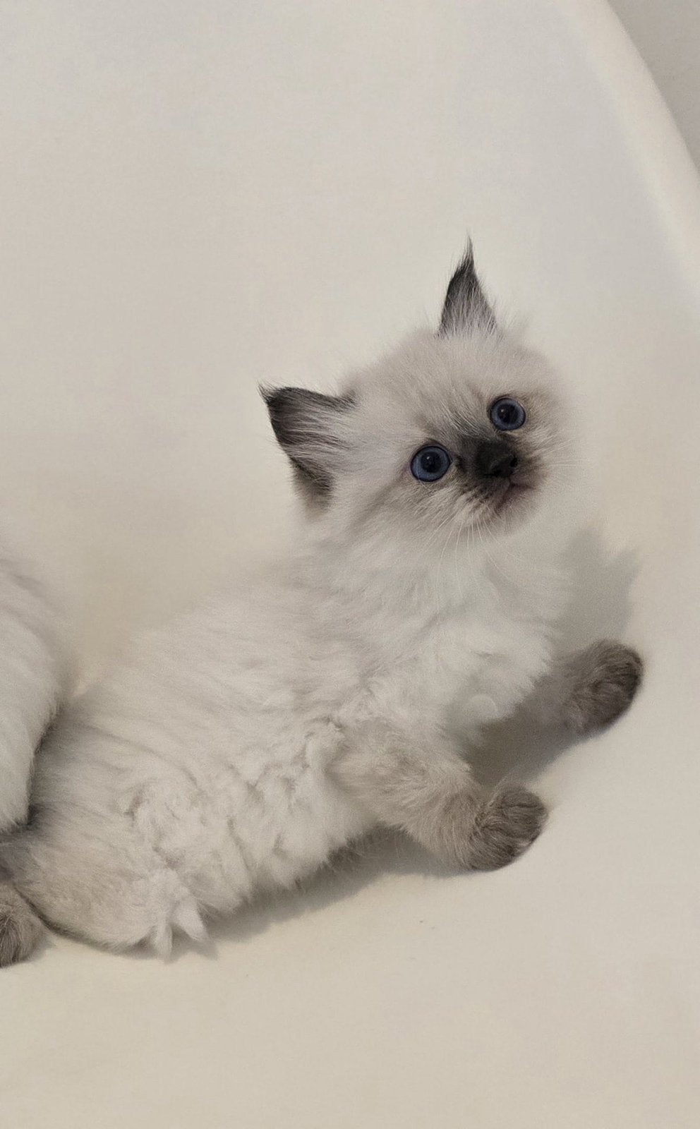 chaton mâle Ragdoll disponibles, Animaux & Accessoires, Chats & Chatons | Chats de race | Poil long, Chat, 0 à 2 ans, Avec puce électronique