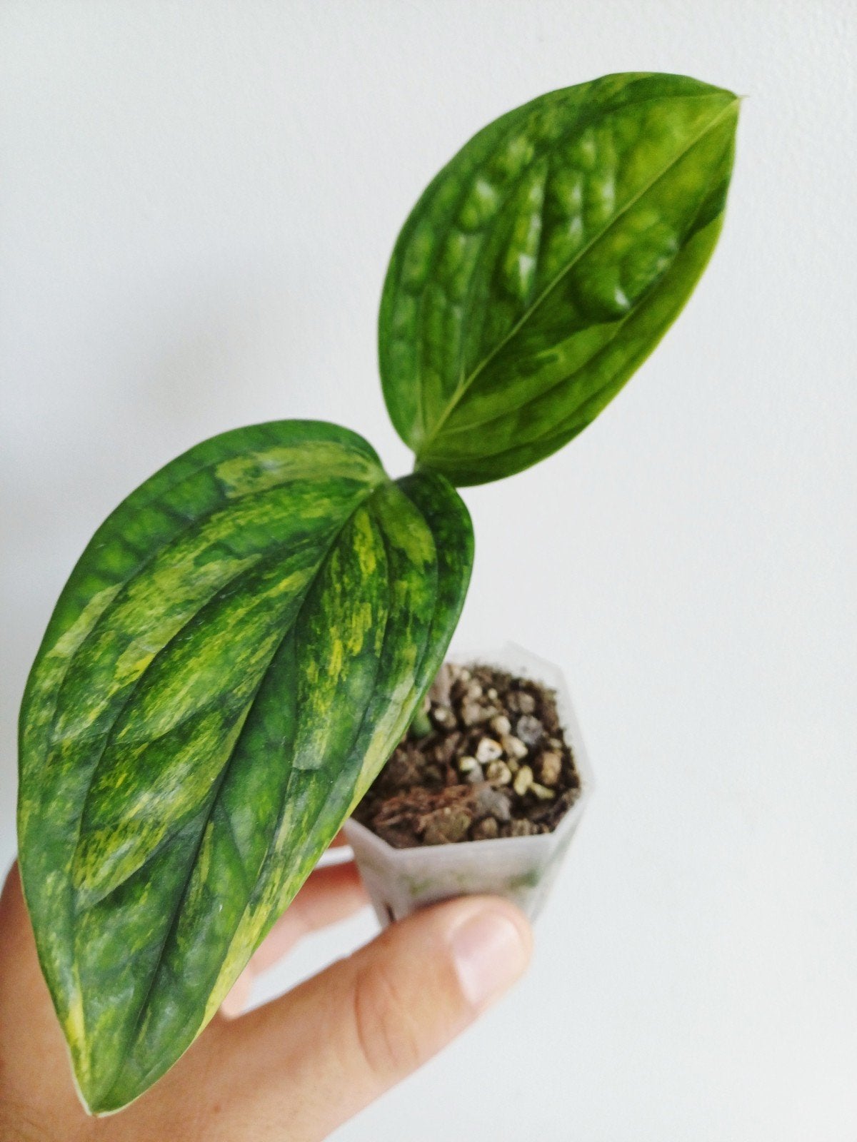 Monstera Karstenianum "peru" variegata, Autres espèces, En pot, Enlèvement ou Envoi, Moins de 100 cm