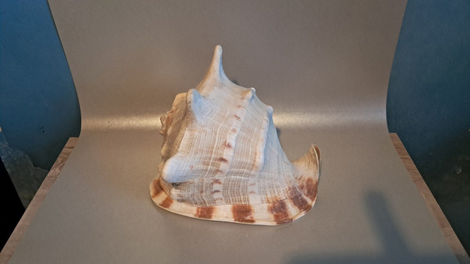 Schelpen, Ophalen of Verzenden