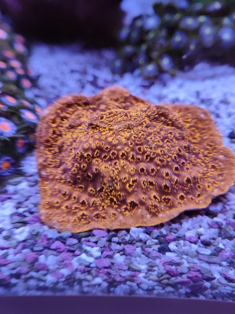 Pavona maldivensis (Orange), Enlèvement