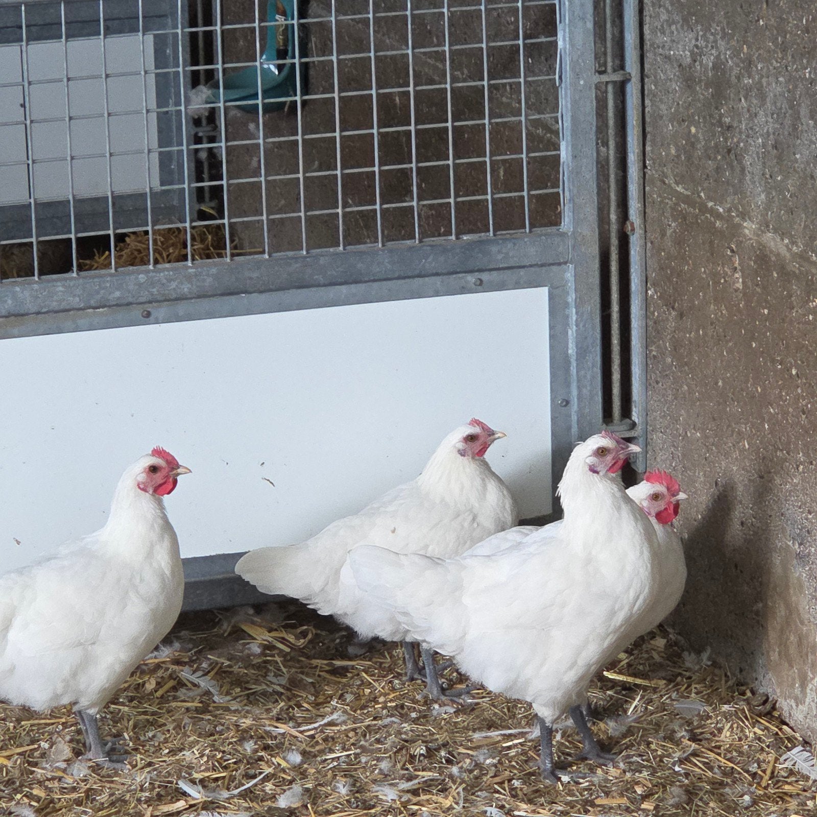 bresse kip, Dieren en Toebehoren, Pluimvee, Kip