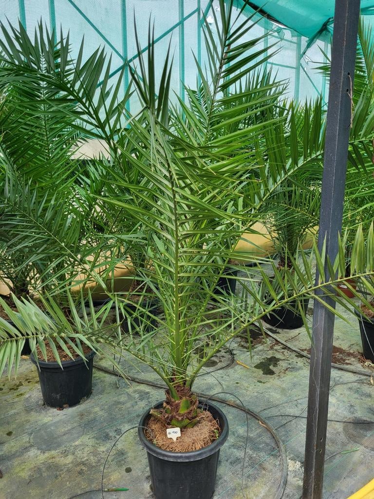 Phoenix canariensis,  stam 15cm, totaal 1m80, Tuin en Terras, Ophalen