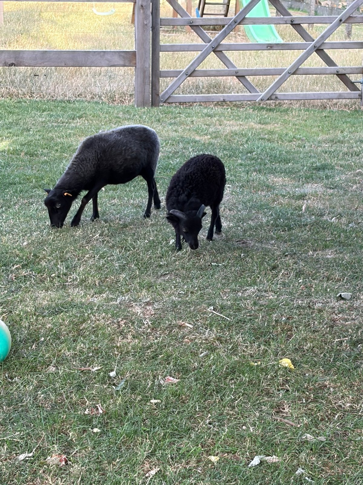 Ouessant Ram, Dieren en Toebehoren, Schapen, Geiten en Varkens, Mannelijk, Schaap, 0 tot 2 jaar