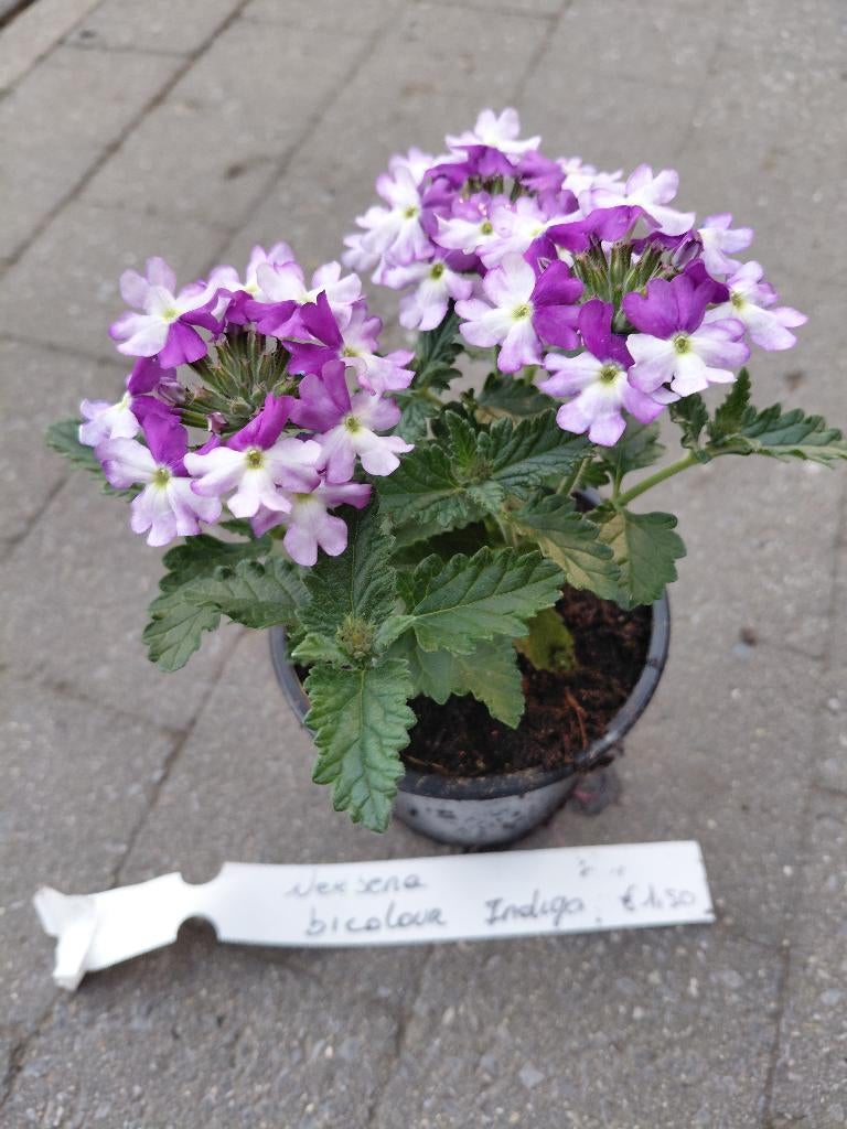 Verbena en andere eenjarige, Ophalen