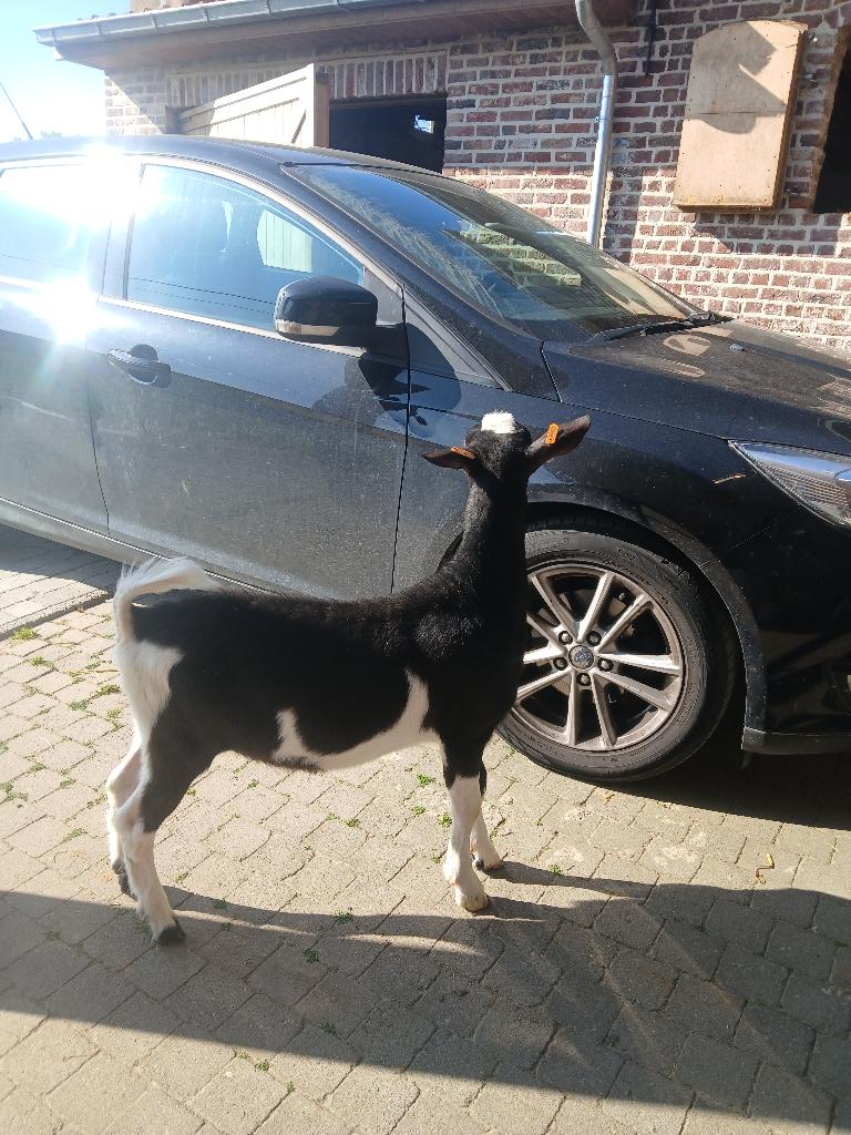 boklam bonte melkgeit met stamboek, Mannelijk, Geit, 0 tot 2 jaar