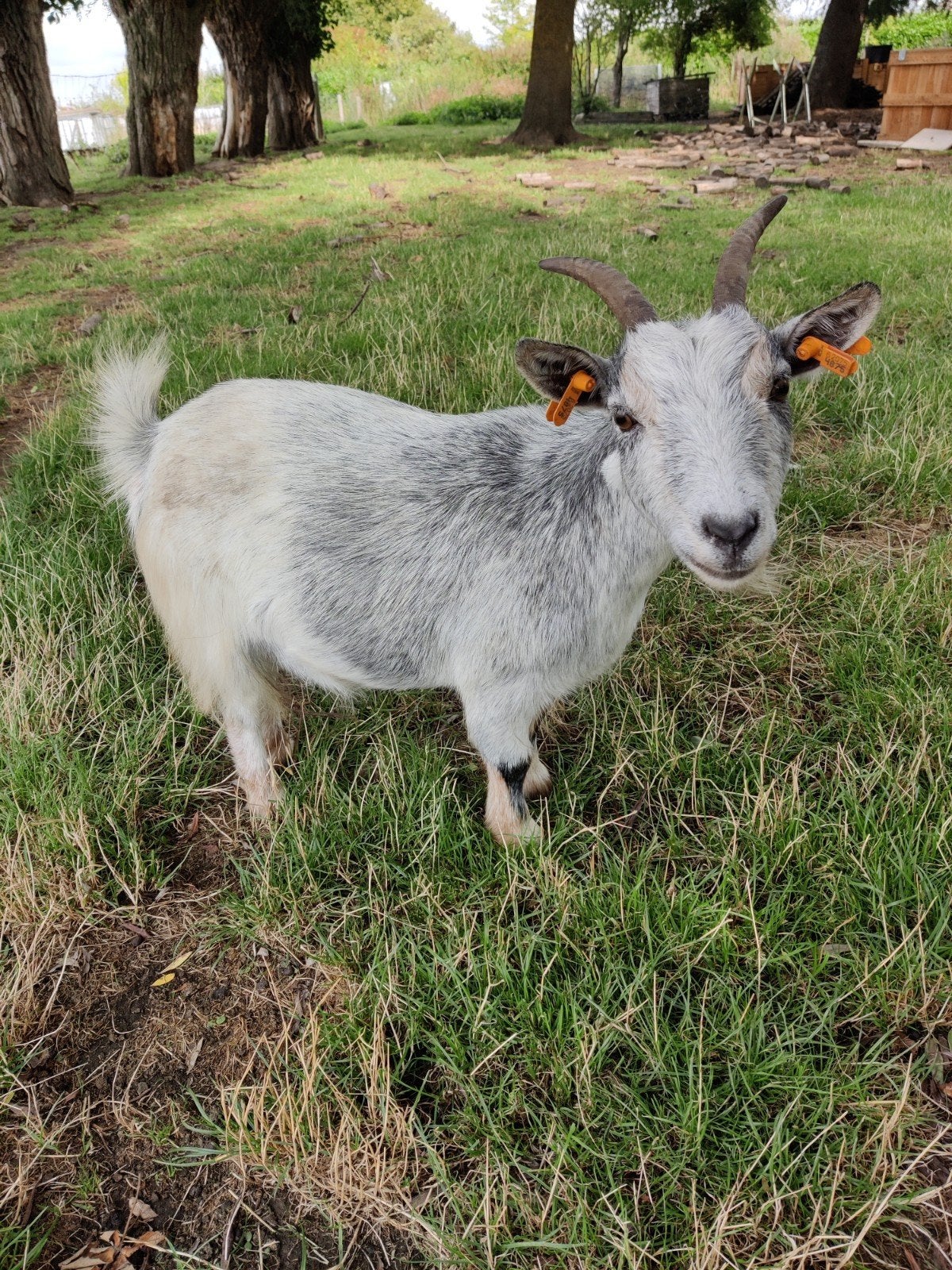 Dwerggeit Mieke, Femelle, Chèvre, 0 à 2 ans