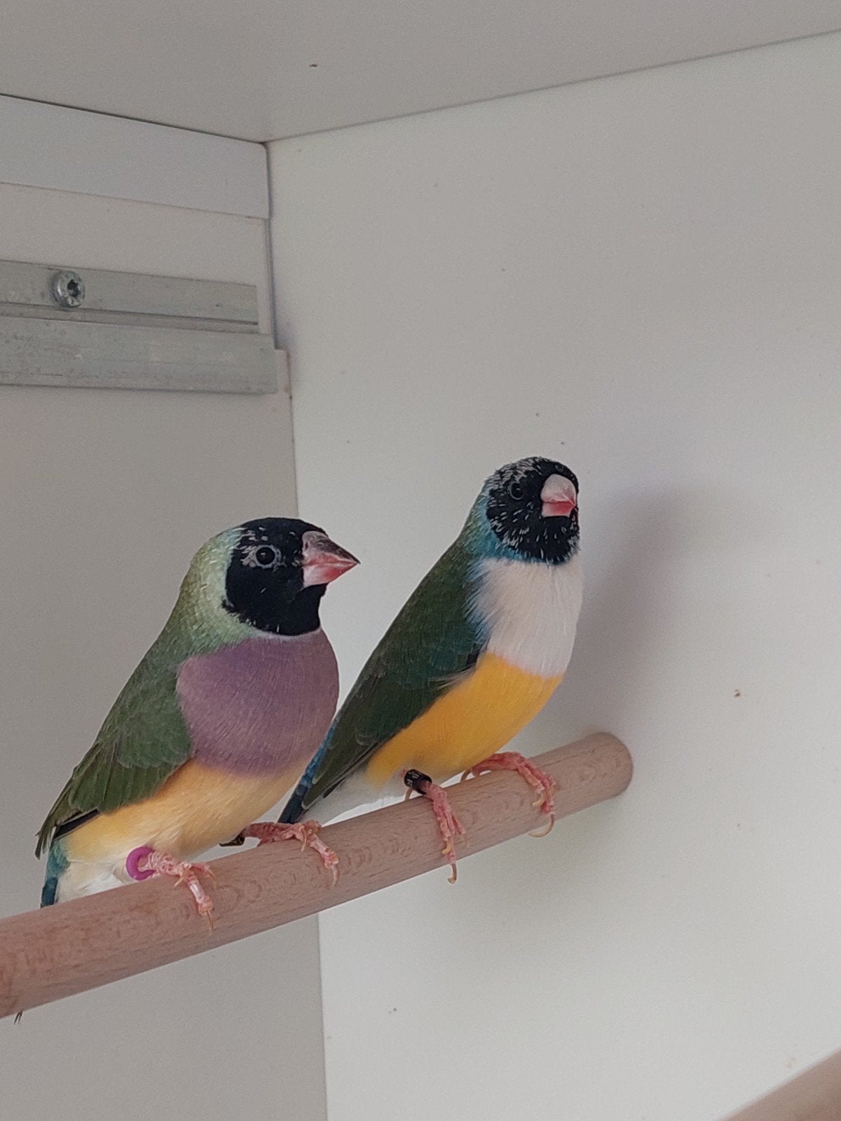 koppel gouldamadine  natuurbroed, Dieren en Toebehoren, Vogels | Overige Vogels
