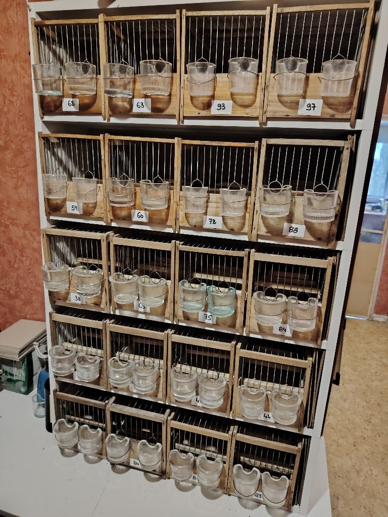 50 Cages Concours Canaris de Chant HARZ, Animaux & Accessoires, Plusieurs animaux, Canari chanteur