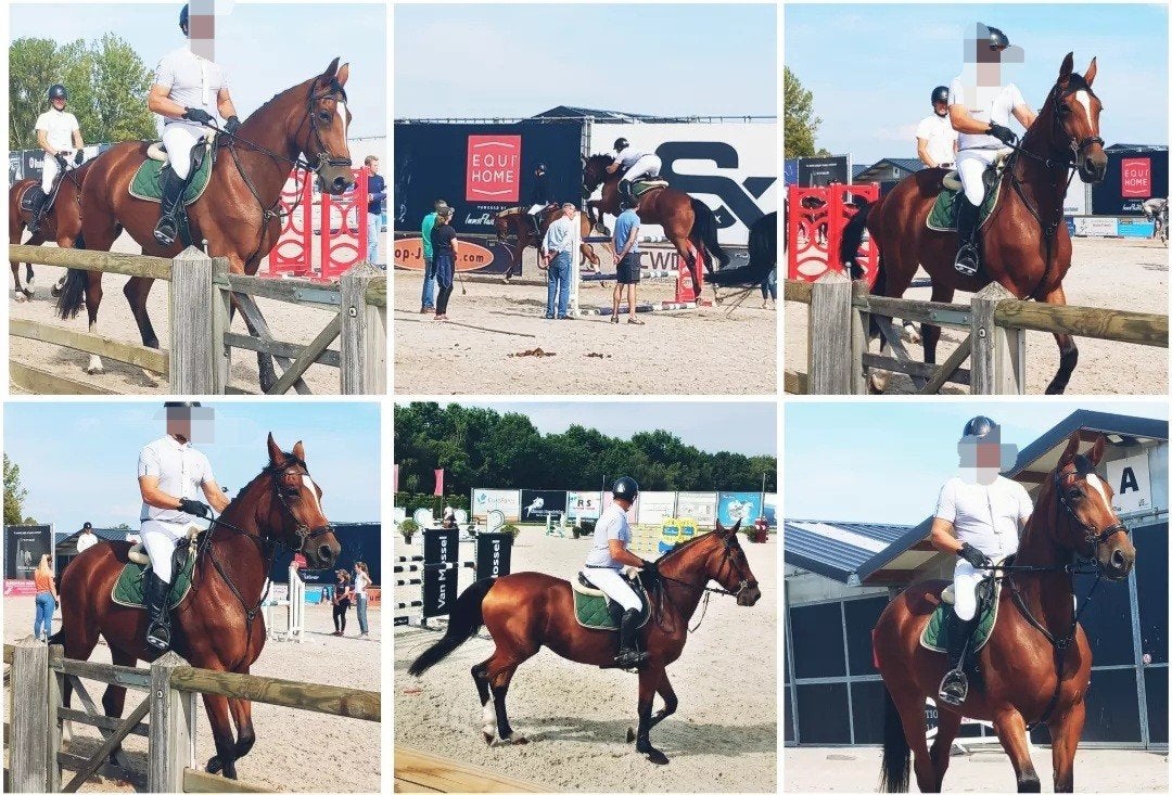 Springpaard niveau 130, Dieren en Toebehoren, Ophalen