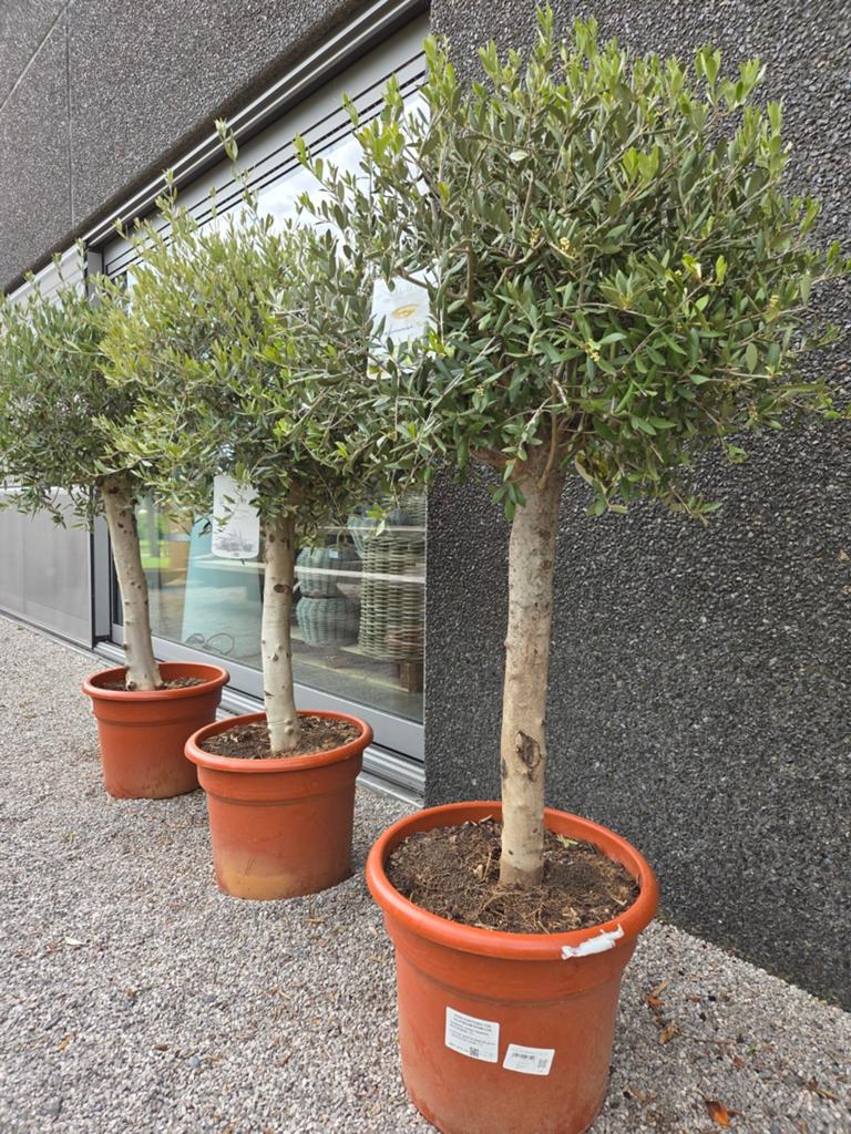 Terrasolijfboom Olea Europaea, Ophalen