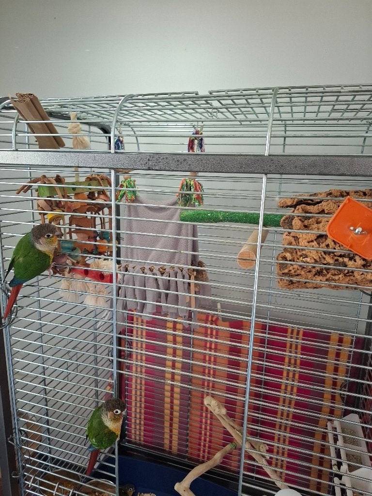 Pyrrhura's, Dieren en Toebehoren, Meerdere dieren, Parkiet, Tam