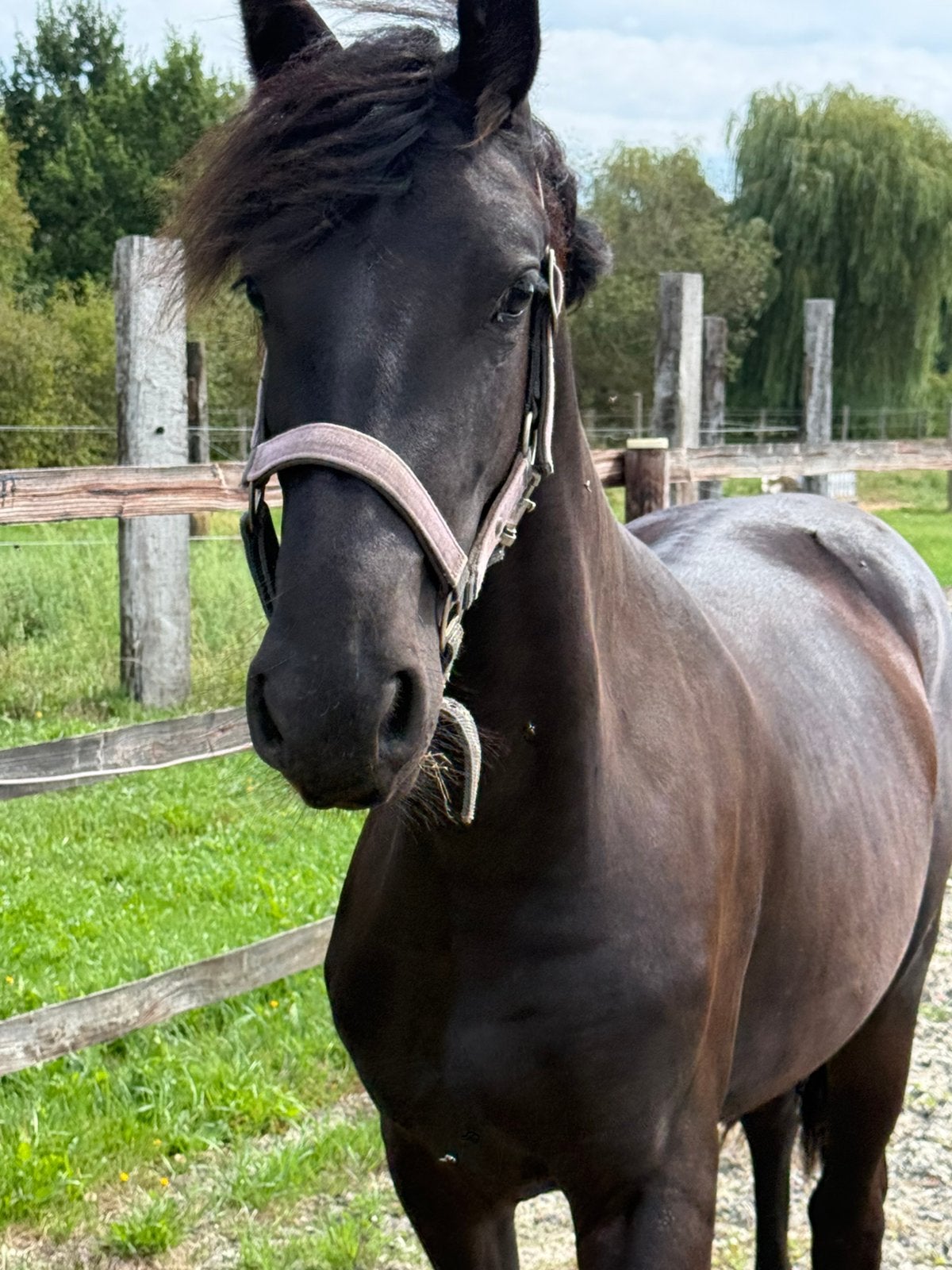 Knappe friese jaarling merrie, Merrie
