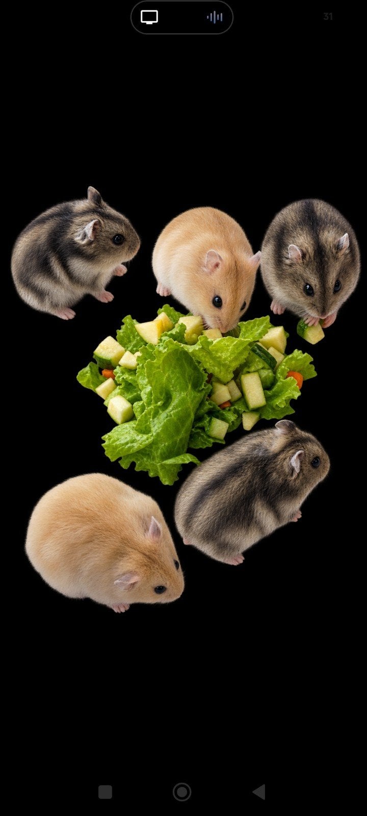 Hamsters nains russes de couleur sauvage et mâles mandarins, Animaux & Accessoires, Août, Mâle, Hamster