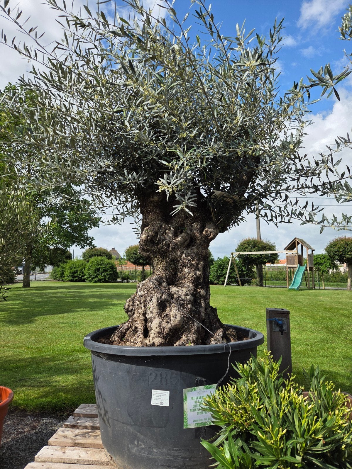 Olijfboom Olea Europaea Bonsai, Enlèvement, Olivier