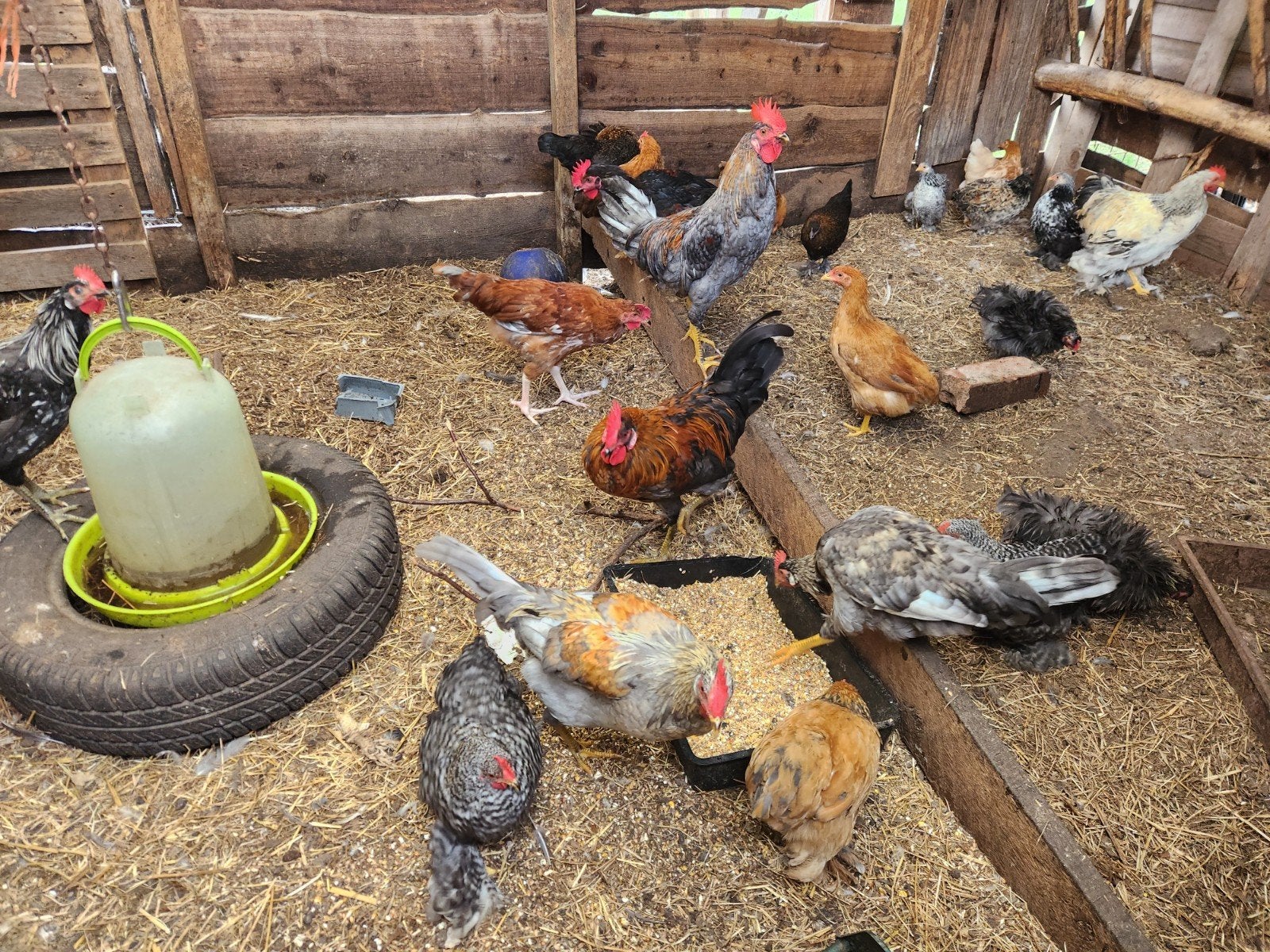 groenlegger hanen, Dieren en Toebehoren, Pluimvee