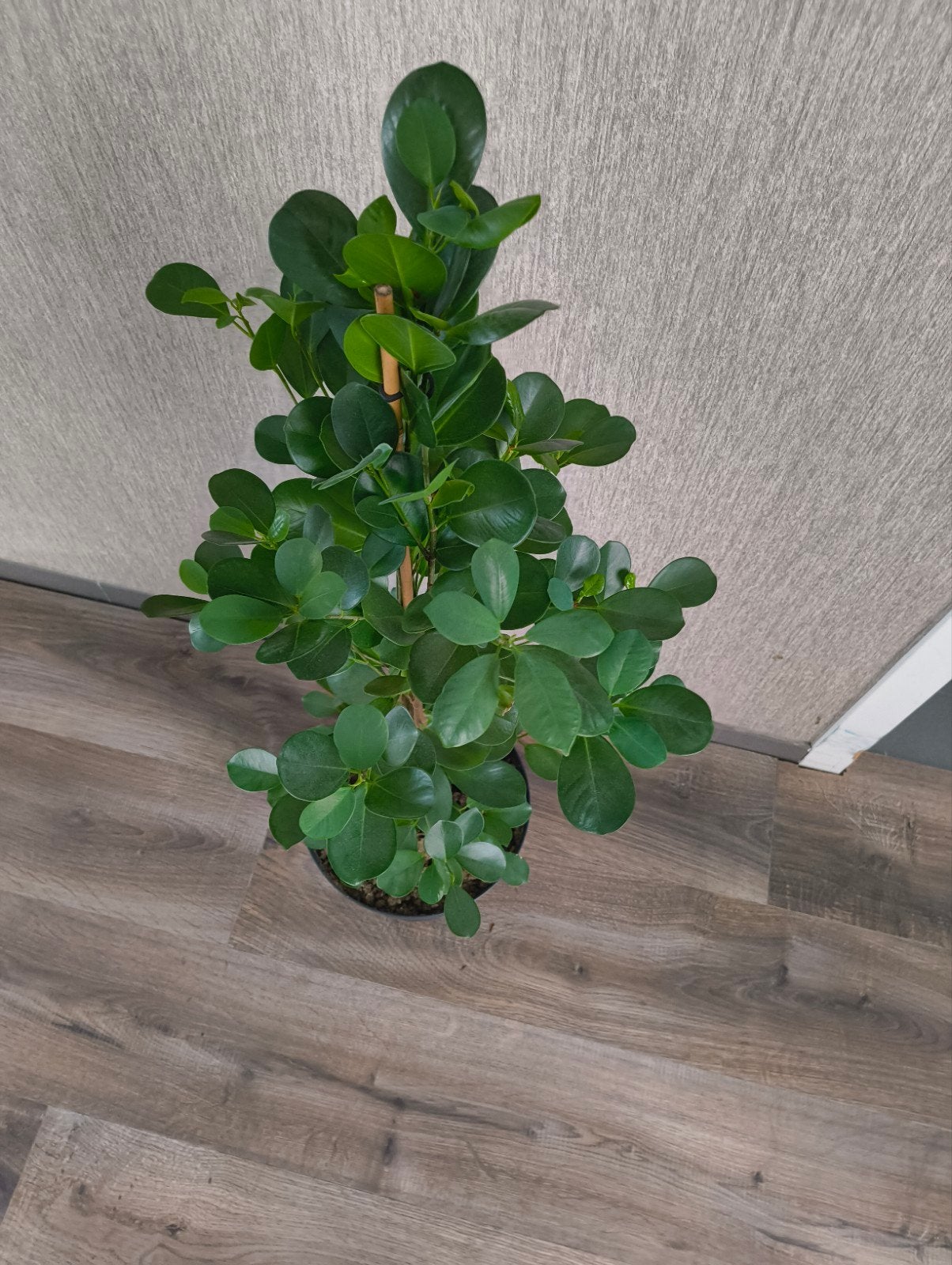 Kamerplant Ficus Moclame, Ophalen, Ficus, 100 tot 150 cm, Halfschaduw