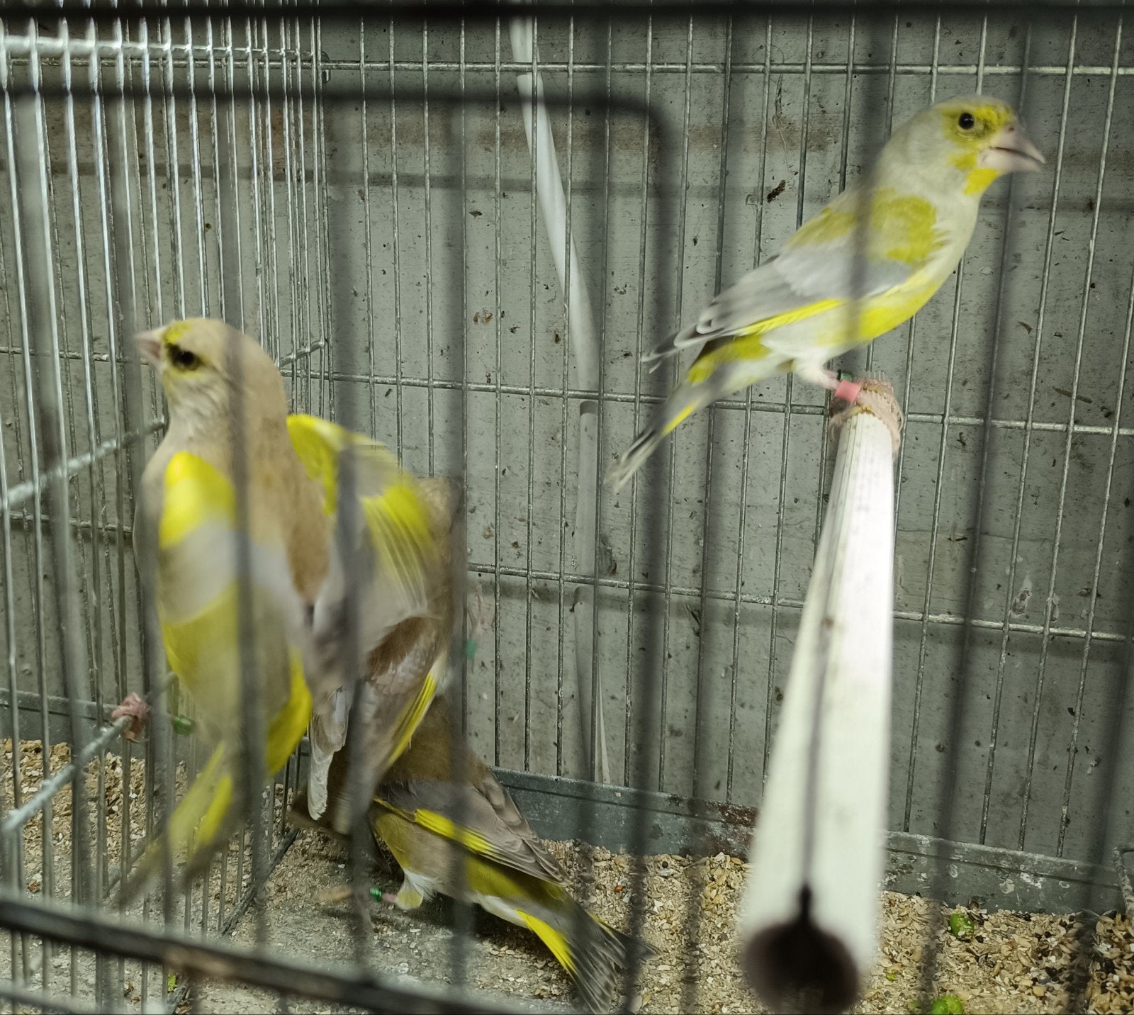 groenvink