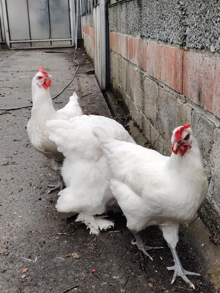 2 hennen van Poule de bresse van dit jaar, Dieren en Toebehoren, Pluimvee, Vrouwelijk, Kip