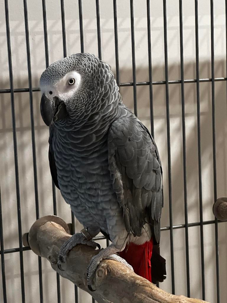Grijze roodstaart papegaai (Man), Dieren en Toebehoren, Mannelijk, Papegaai, Pratend