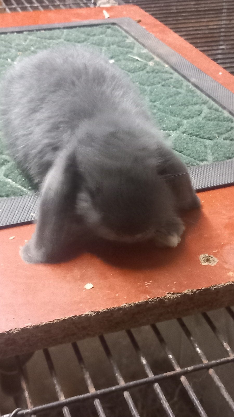 minilop te koop, Dieren en Toebehoren