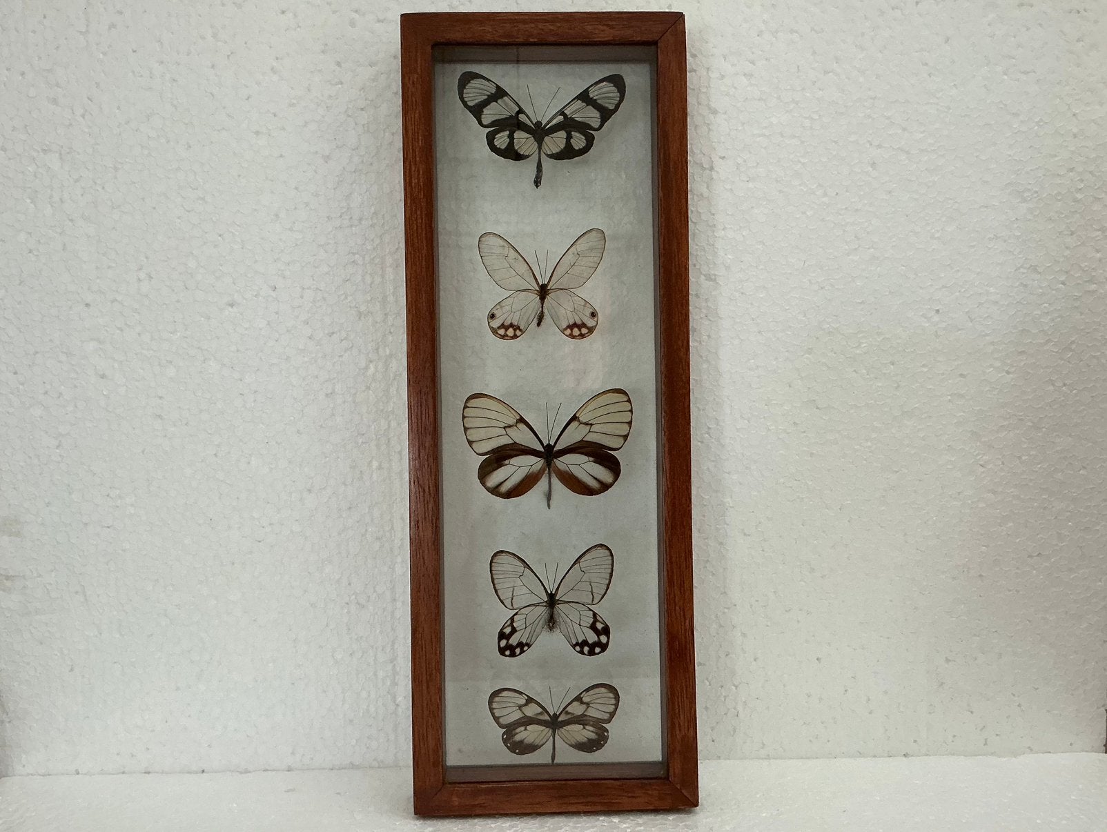 Kader dubbel glas met transparante vlinders, Verzamelen, Ophalen, Zo goed als nieuw