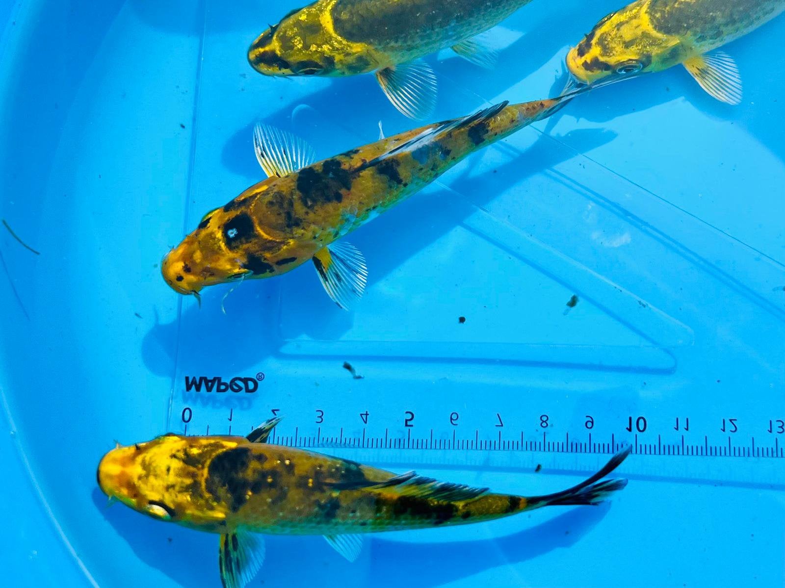 Jonge koi’s, Dieren en Toebehoren, Vissen | Vijvervissen, Karper of Koi